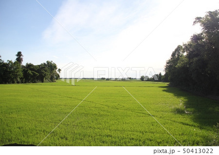 Rice field Rice field 50413022