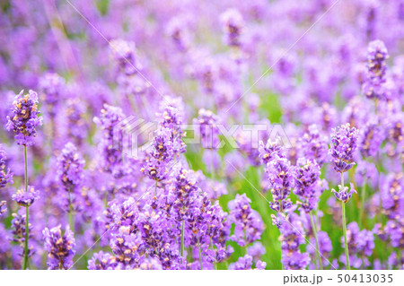 Lavender flower background. Shallow depth of field Lavender flower background. Shallow depth of field 50413035