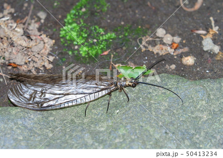 ヤマトクロスジヘビトンボ 50413234