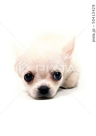 白い子犬 50413429