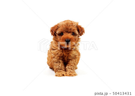 座る子犬 座る子犬 50413431