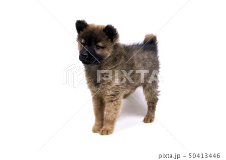 甲斐犬 甲斐犬 50413446