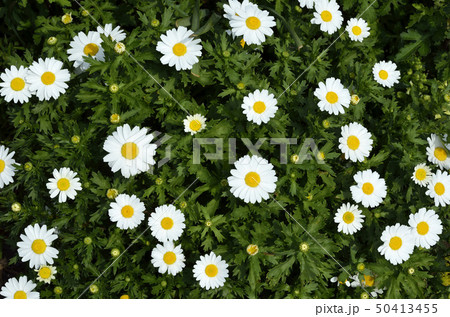 マーガレット 50413455