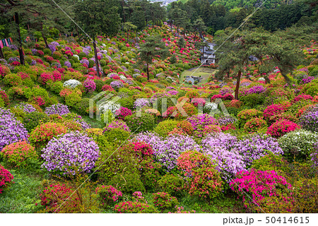 塩船観音つつじまつり 50414615