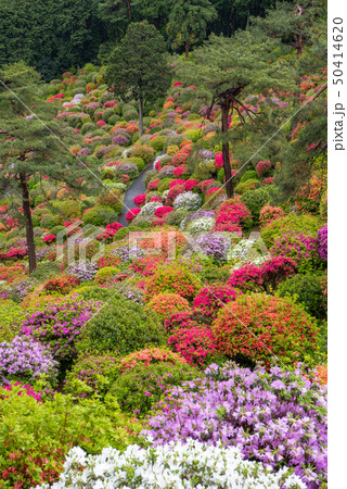 塩船観音つつじまつり 50414620