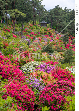 塩船観音つつじまつり 50414632