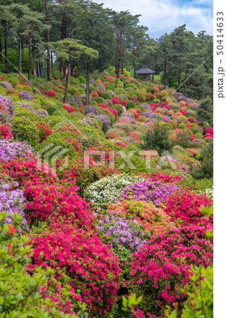 塩船観音つつじまつり 50414633