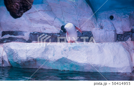 Penguin Cleaning Itself 50414955