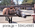 動物園のロバに餌をあげる、群馬サファリパーク 50414985