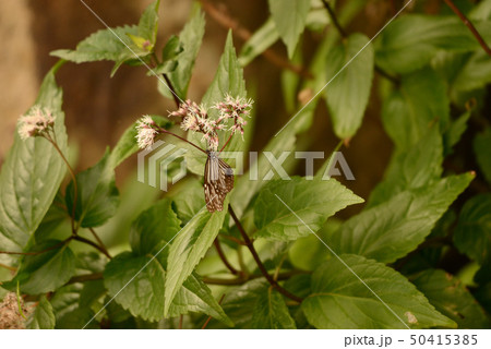 ヒメアサギマダラ ヒメアサギマダラ 50415385