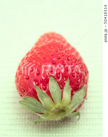 イチゴ　とちおとめ 50416314