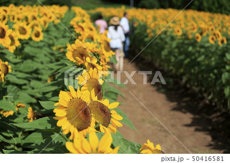 向日葵　世良高原農場の向日葵 50416581