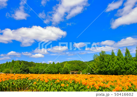 向日葵畑の絶景 50416602