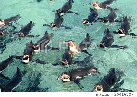 フンボルトペンギン フンボルトペンギン 50416607