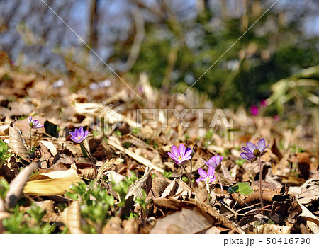 春の妖精 ミスミソウ 春の妖精 ミスミソウ 50416790