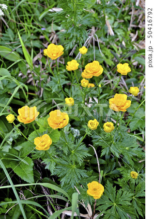 礼文島の固有種 レブンキンバイソウ 礼文島の固有種 レブンキンバイソウ 50416792