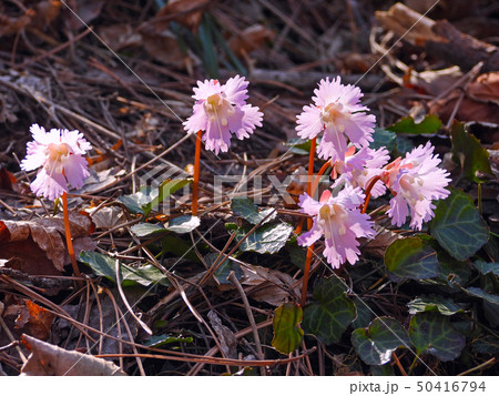 仙台市蕃山に咲くスプリング・エフェメラル イワウチワ 仙台市蕃山に咲くスプリング・エフェメラル イワウチワ 50416794