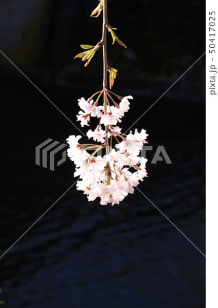 一枝のしだれ桜 一枝のしだれ桜 50417025