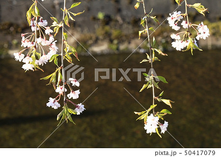 花が散り青葉茂る 花が散り青葉茂る 50417079