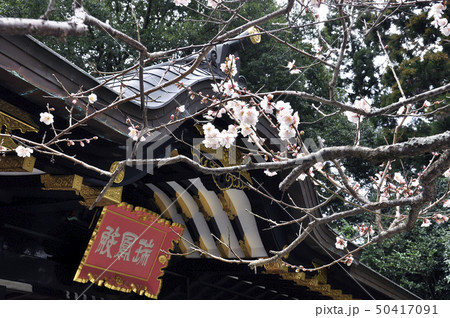 仙台藩祖伊達政宗の霊廟 瑞鳳殿 臥龍梅 仙台藩祖伊達政宗の霊廟 瑞鳳殿 臥龍梅 50417091