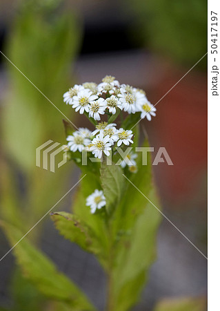 チュウィナムル 花 植物 50417197