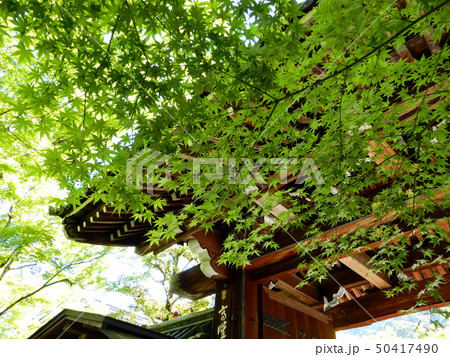 京都　永観堂　禅林寺　青もみじ 50417490