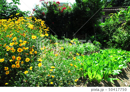 レンギョウ ツツジ 春 50417750