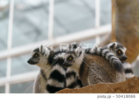 神戸どうぶつ王国　ワオキツネザル 50418066