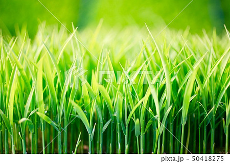 稲の苗 Rice seedling 稲の苗 Rice seedling 50418275