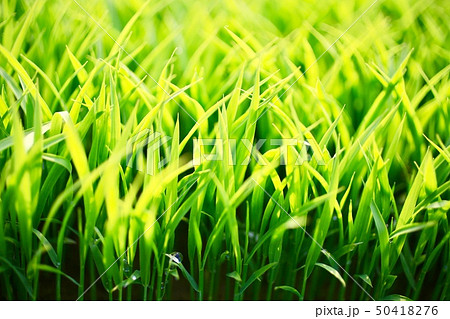 稲の苗 Rice seedling 稲の苗 Rice seedling 50418276