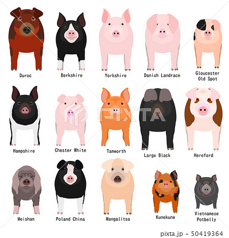 豚の種類 全身 名前のイラスト素材