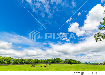 青空と牧場　馬 50419380