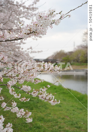 桜 50419381