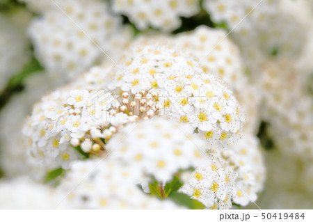 コデマリ コデマリ 50419484