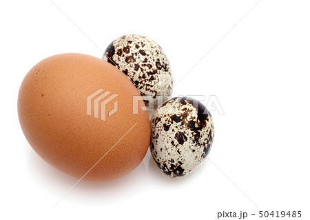 ウズラの卵 鶏卵 ウズラの卵 鶏卵 50419485