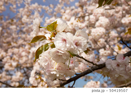 桜並木　信州 50419507