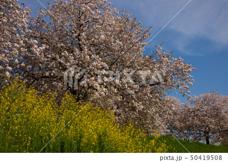 桜並木 信州 桜並木 信州 50419508