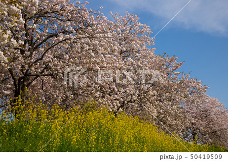 桜並木　信州 50419509