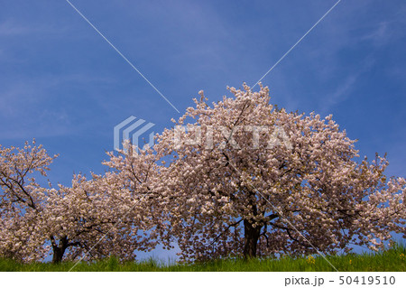 桜並木　信州 50419510