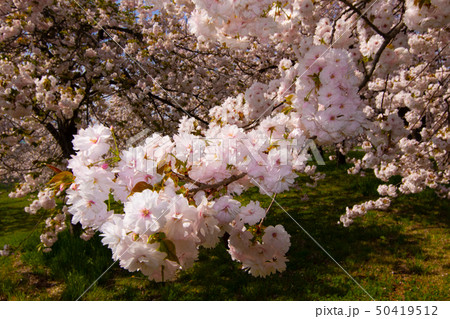 桜並木 信州 桜並木 信州 50419512