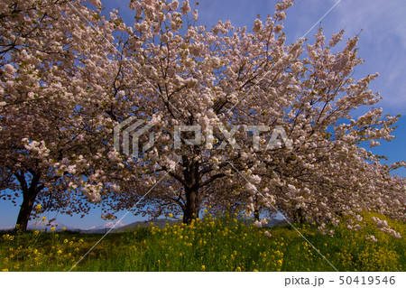 桜並木 信州 桜並木 信州 50419546