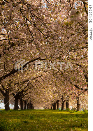 桜並木　信州 50419547