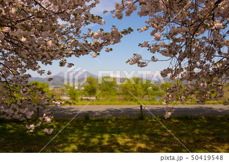 桜並木 信州 桜並木 信州 50419548