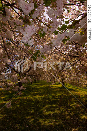 桜並木　信州 50419549