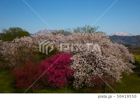 桜並木　信州 50419550