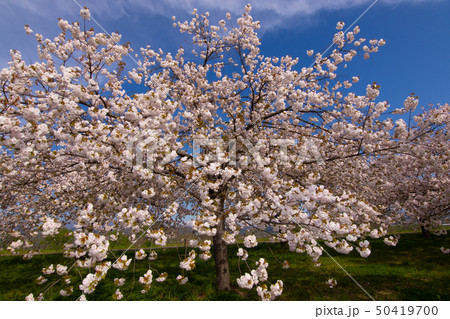 桜並木 信州 桜並木 信州 50419700