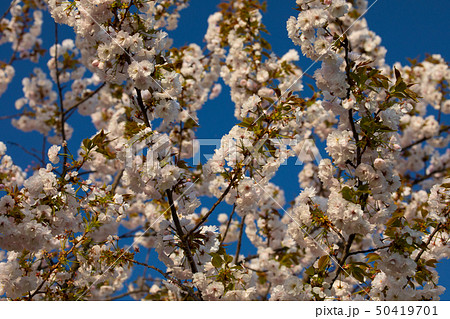 桜並木 信州 桜並木 信州 50419701