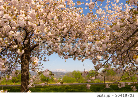 桜並木　信州 50419703