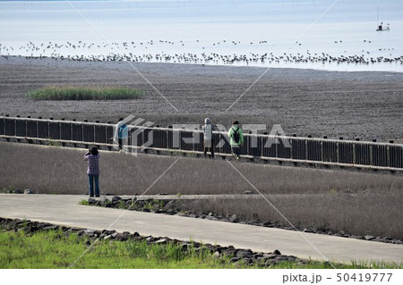 バードウォッチング バードウォッチング 50419777