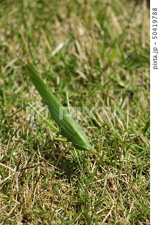 クビキリギリス 50419788